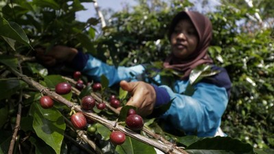 Jokowi Komoditas Pertanian Masuk Industrialisasi dan Hilirisasi